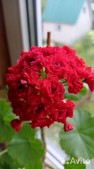 Пеларгония герань