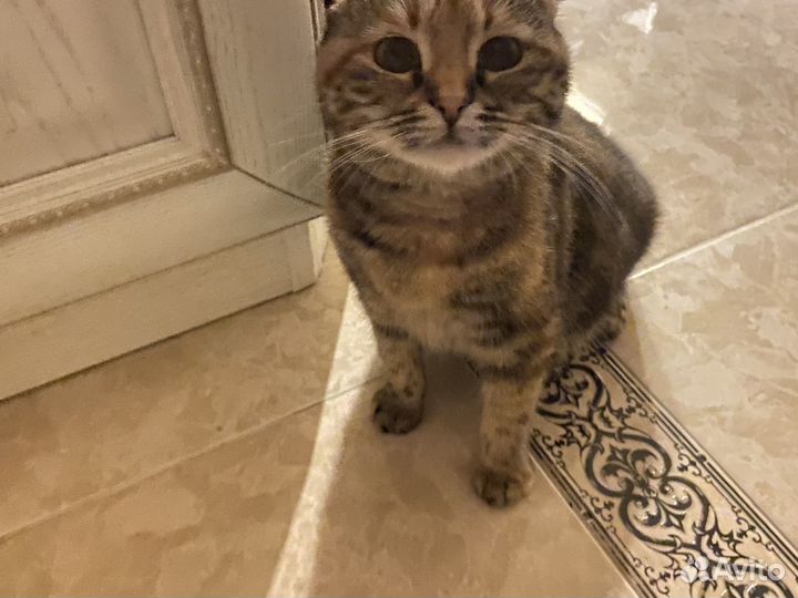 Потерялась кошка