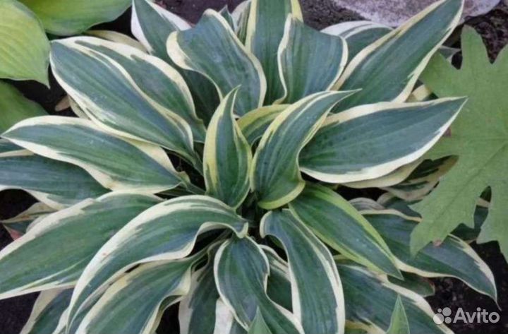 Хоста растение