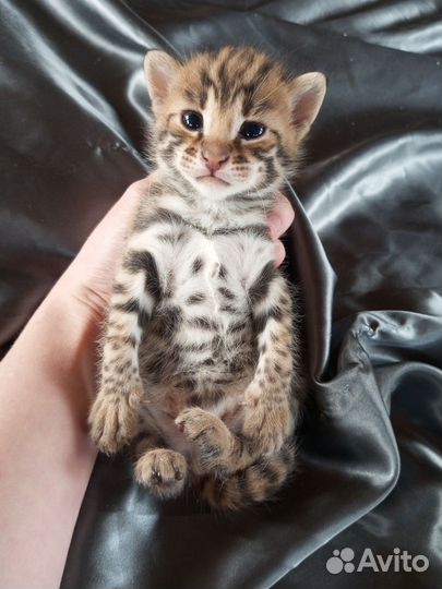 Алк ф1 (50% дикой крови)