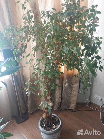 Комнатные цветы