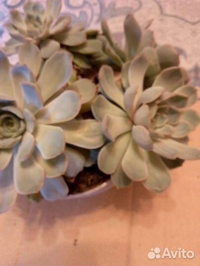 Эхиверия два растения