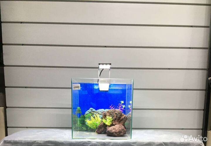 Рыбка Петушок