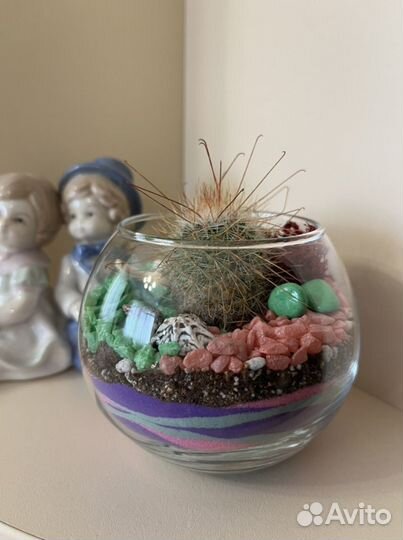 Флорариум с кактусом