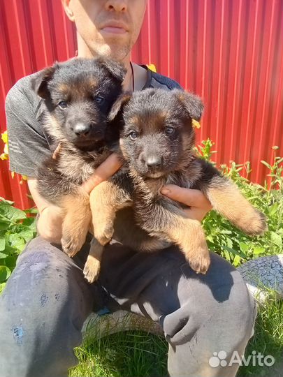 Немцы щенки