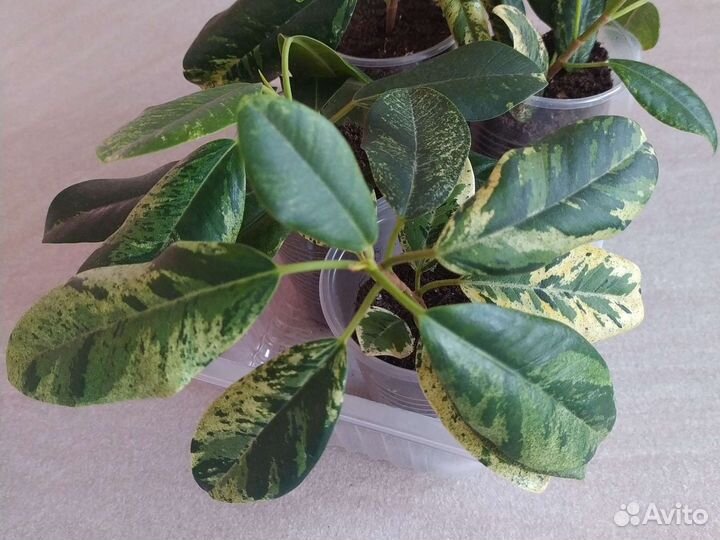 Сортовые фикусы