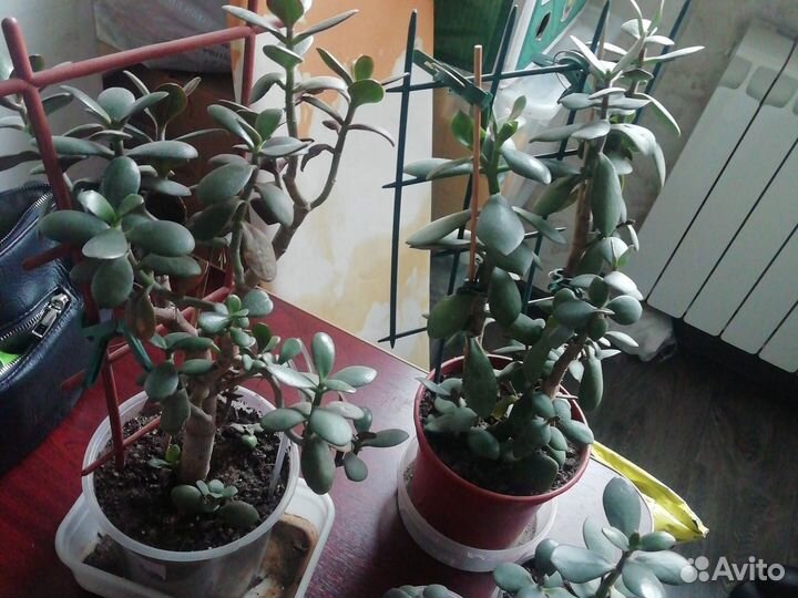 Денежное дерево-Толстянка