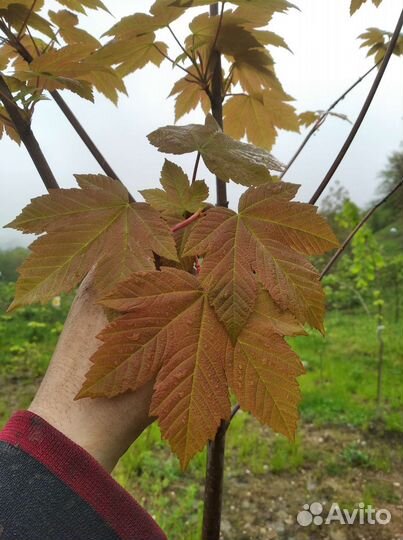 Саженцы хвойных деревьев