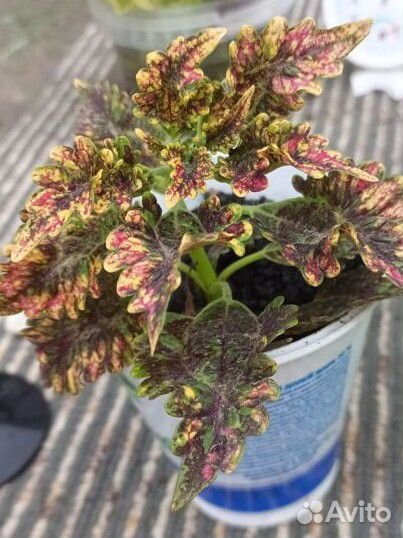 Колеусы сортовые