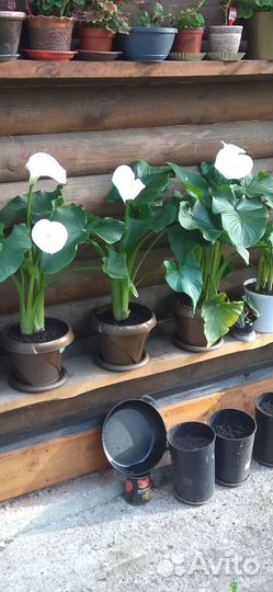 Калла белая, деленка