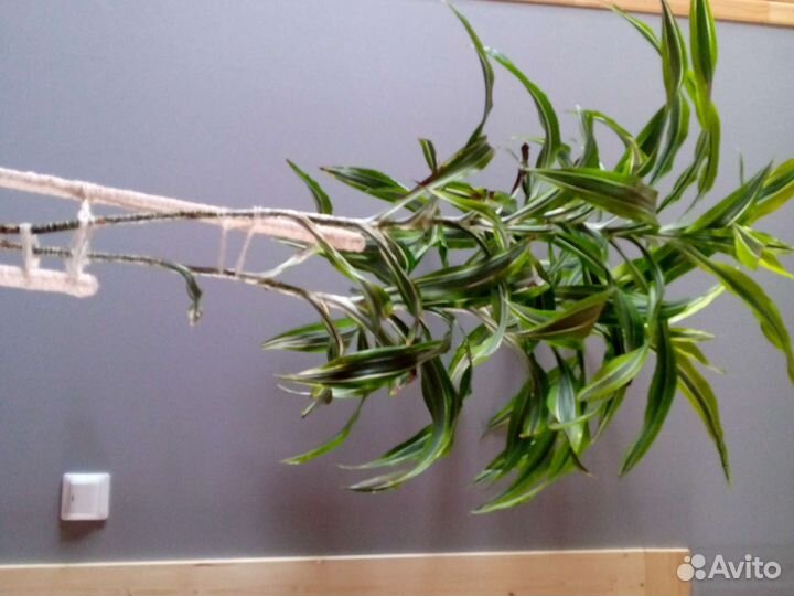 Драцена фрагранс Лемон Лайм (2 ствола+ детка)