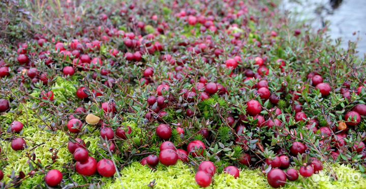 Саженцы клюквы