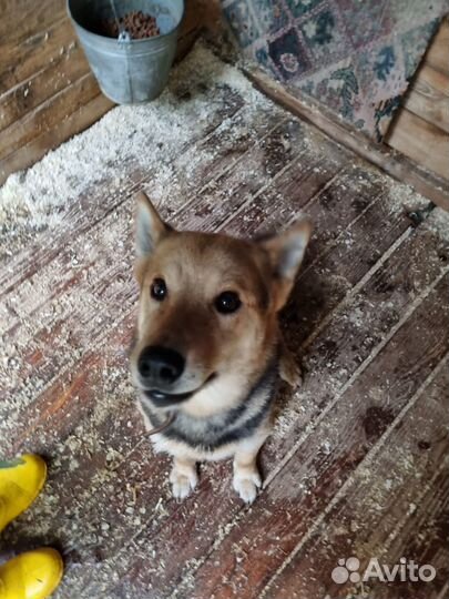 Феникс. Красавец и добряк. Приют Некрасовка