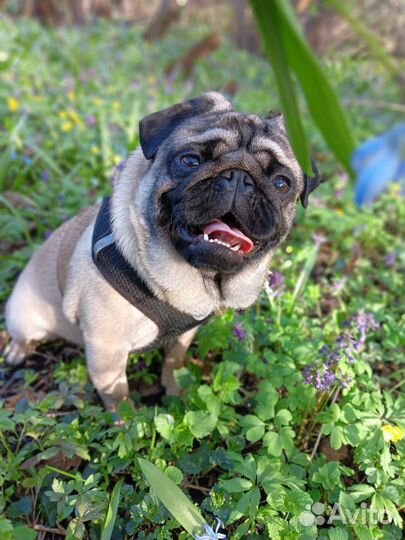 Вязка мопса мальчик