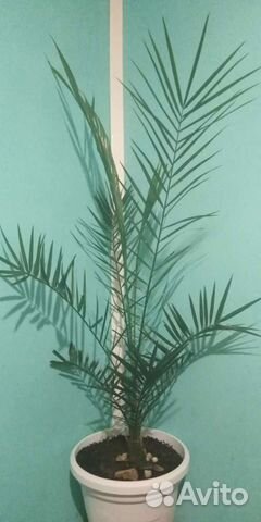 Финиковая Пальма