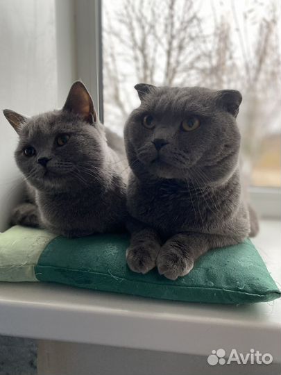 Британские котята
