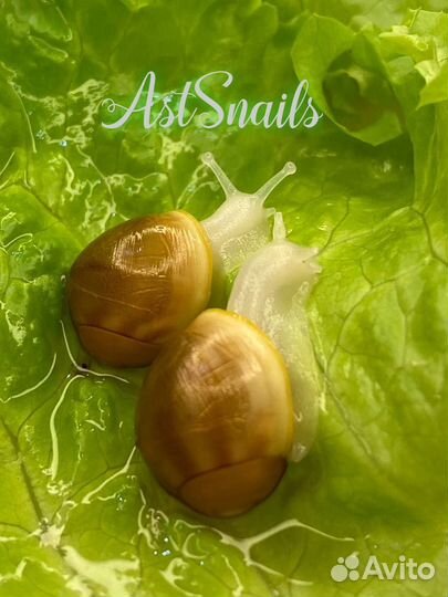 Улитки Архахатины