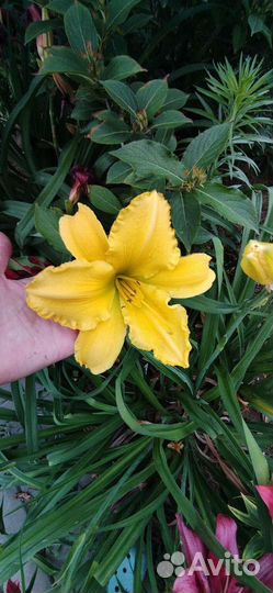 Лилейники сортовые