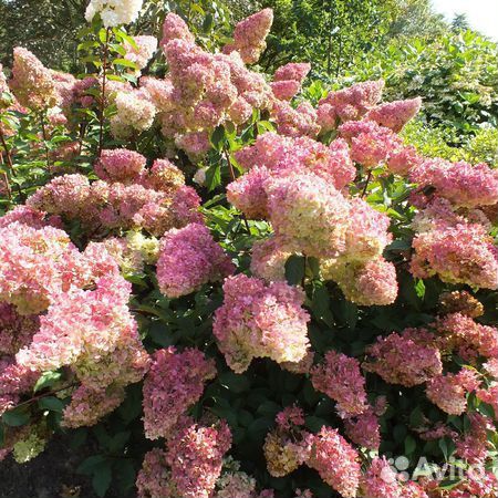 Гортензия фантом