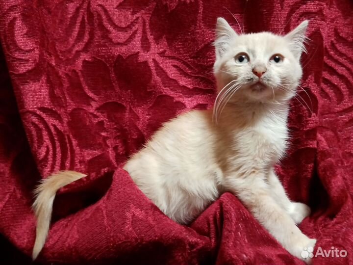 Котята в добрые руки бесплатно, они очень вас ждут