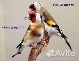 Кавказские певчие птицы