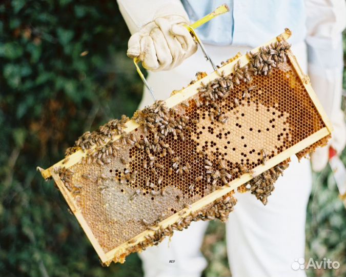 2024 Мед натуральный алтайский опт