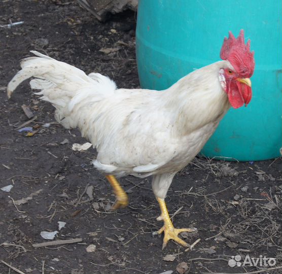 Петух молодой не клевачий, из-под наседки