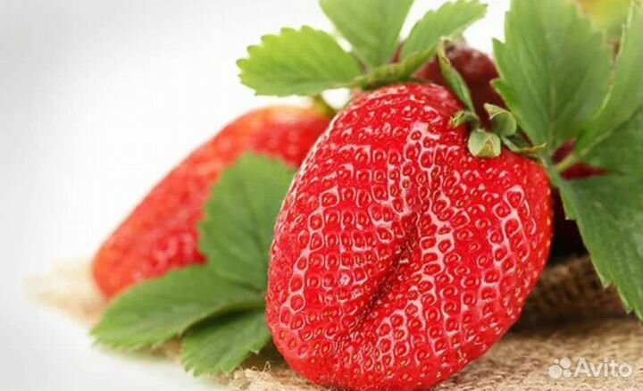 Рассада клубники