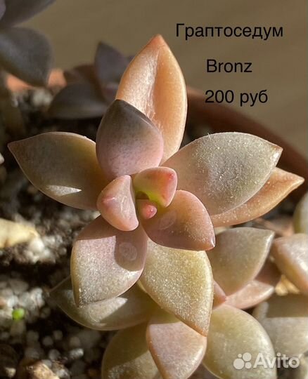 Суккуленты