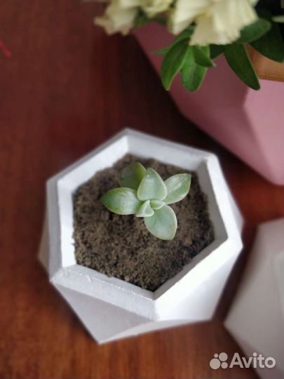 В горшочках суккуленты