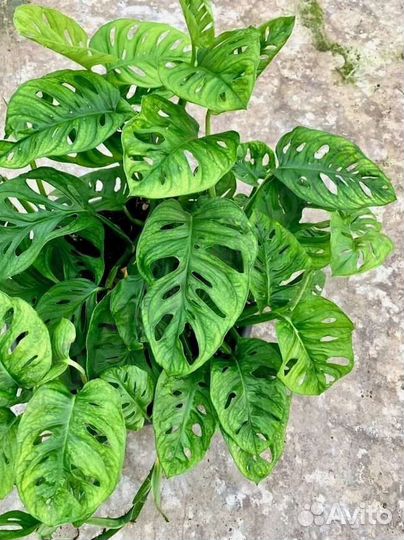 Монстера Адансона Манки Маск (Monkey Mask)