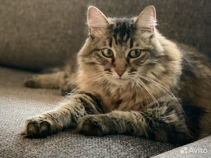 Кот-рыбка Ванчик в добрые руки