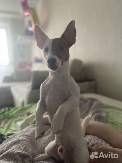 Вязка собак джек рассел