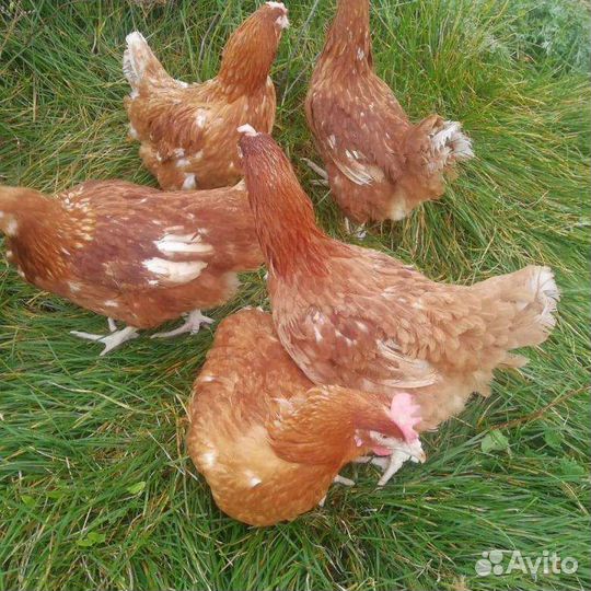 Куры молодки несушки