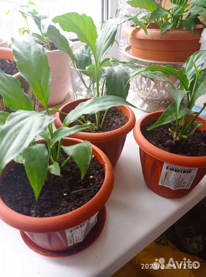 Спатифиллум