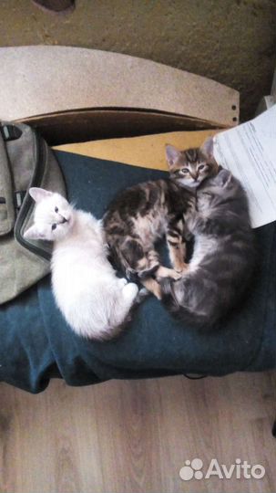 Котяты и один котик в добрые руки отдам бесплатно