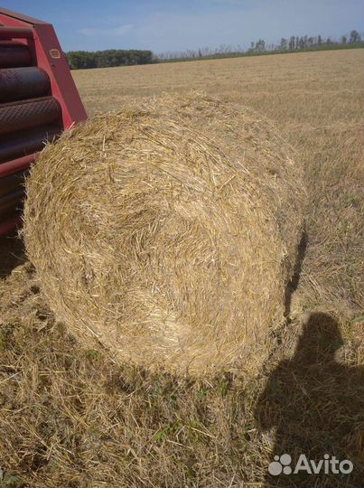 Солома ячменная в тюках