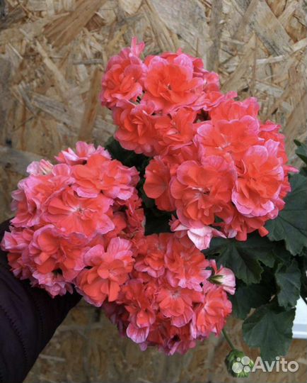 Пеларгония Ю В Феникс