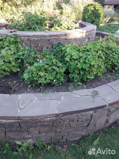 Большие кусты герани