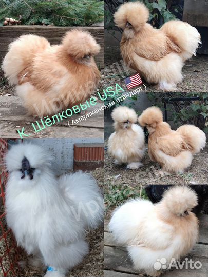 Цыплята Китайские Шёлковые USA
