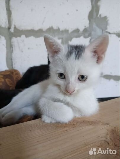 Котята в добрые