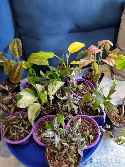 Излишки растений