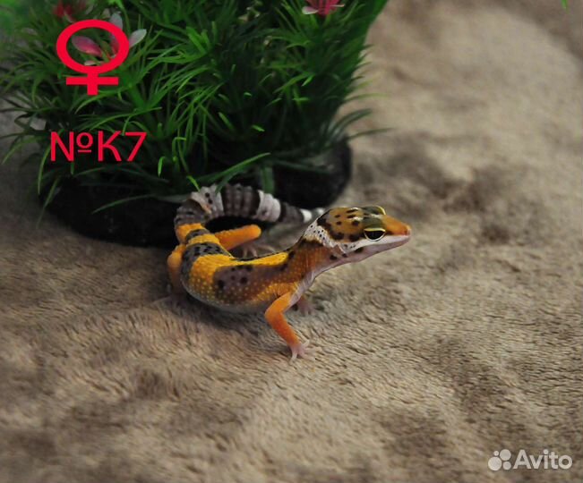 Эублефары от заводчика