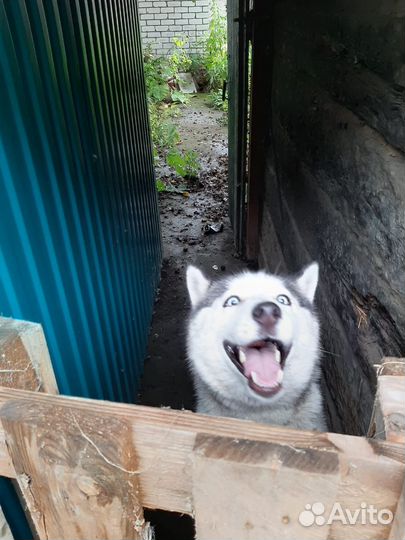 Хаски в добрые руки