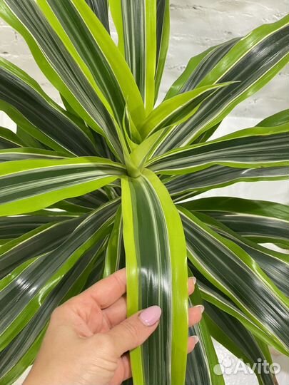 Драцена Лемон Лайм 105 см