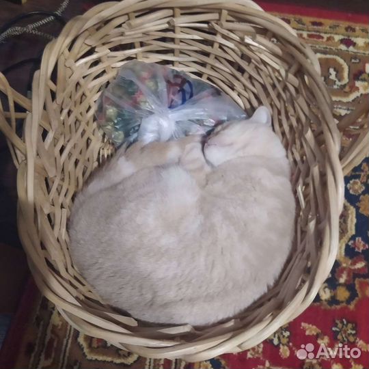 Красивый кот