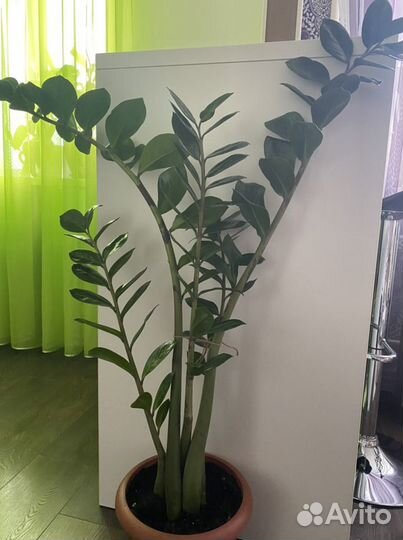 Замиокулькас