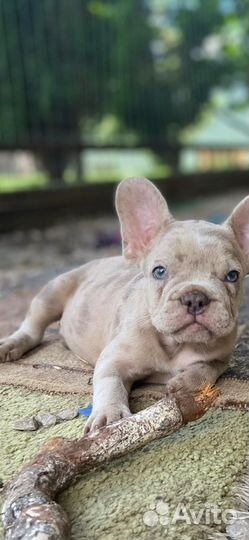 Французский бульдог щенки мини и стандарт