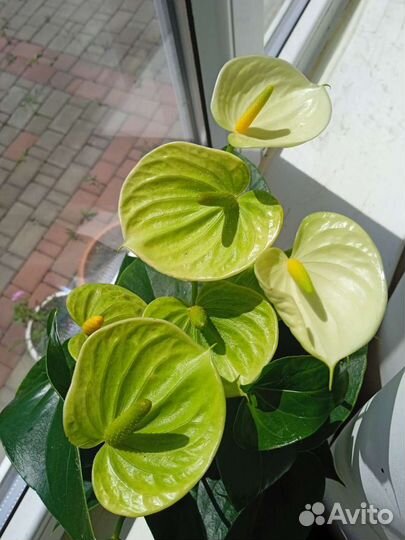 Антуриум Vanilla/Ванилла