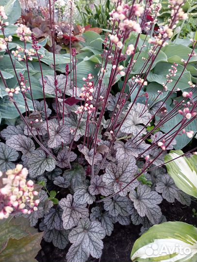 Гейхеры, хосты